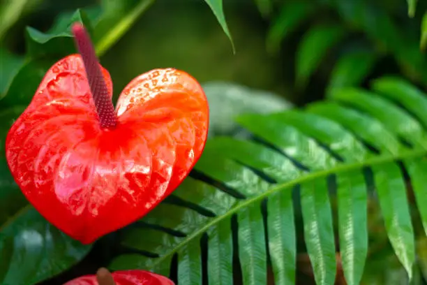 Photo of Red flamingo Flower, anthurium, tailflower, or boy flower