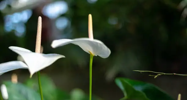 Photo of White flamingo Flower, anthurium, tailflower, or boy flower