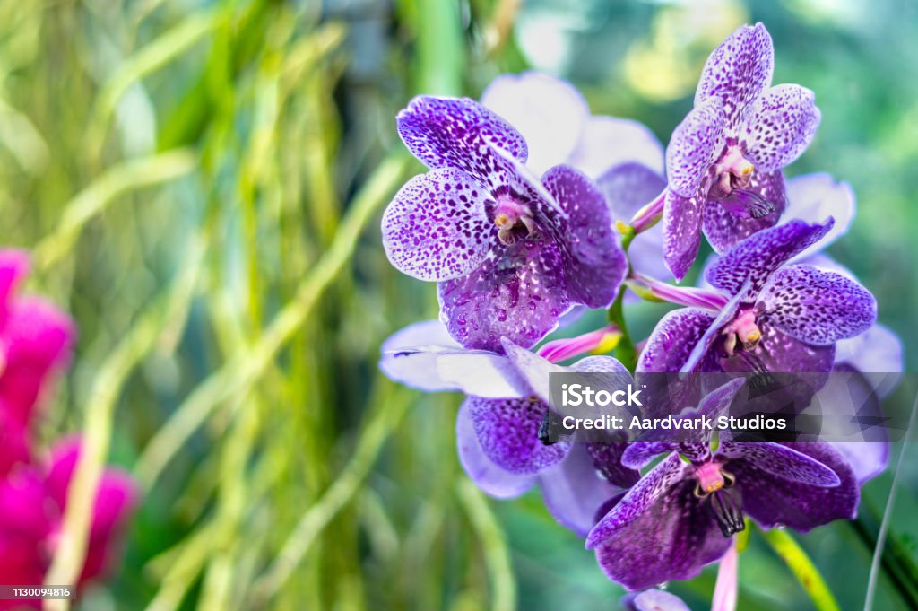 Hermosas Flores De Orquídeas Exóticas Coloridos Foto de stock y más banco  de imágenes de Amarillo - Color - Amarillo - Color, Antioquia, Azul - iStock