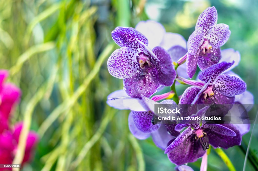 Hermosas Flores De Orquídeas Exóticas Coloridos Foto de stock y más banco de imágenes de Amarillo - Color - Amarillo - Color, Antioquia, Azul - iStock Hermosas Flores De Orquídeas Exóticas Coloridos Foto de stock y más banco de imágenes de Amarillo - Color - Amarillo - Color, Antioquia, Azul - iStock