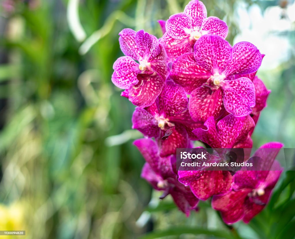 Hermosas Flores De Orquídeas Exóticas Coloridos Foto de stock y más banco de imágenes de Amarillo - Color - Amarillo - Color, Antioquia, Azul - iStock Hermosas Flores De Orquídeas Exóticas Coloridos Foto de stock y más banco de imágenes de Amarillo - Color - Amarillo - Color, Antioquia, Azul - iStock