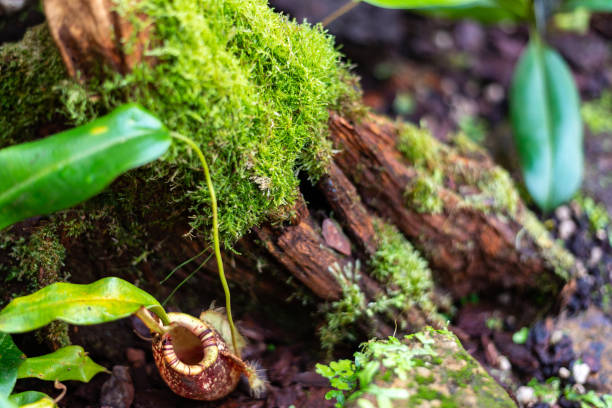 istock carnivorous pitcher plant and moss 1130094935