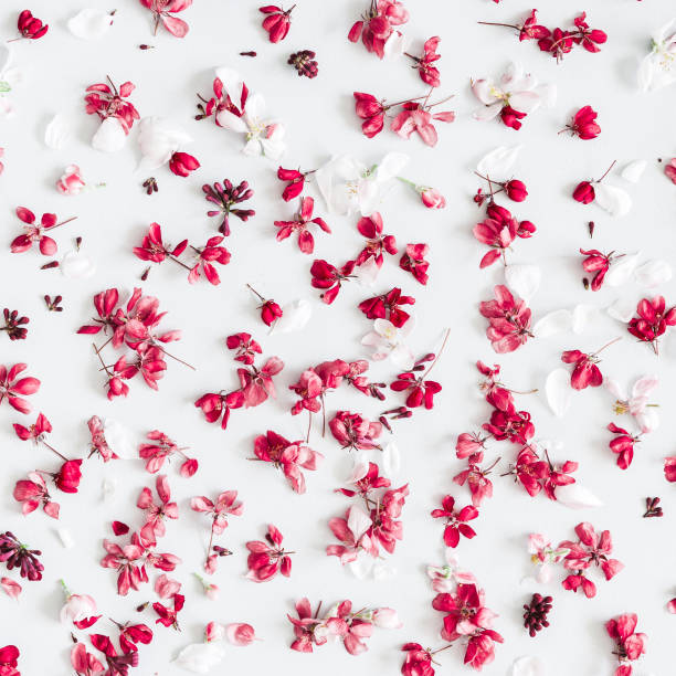 Flowers composition. Pattern made of red white flowers on pastel gray background. Spring concept. Flat lay, top view, square