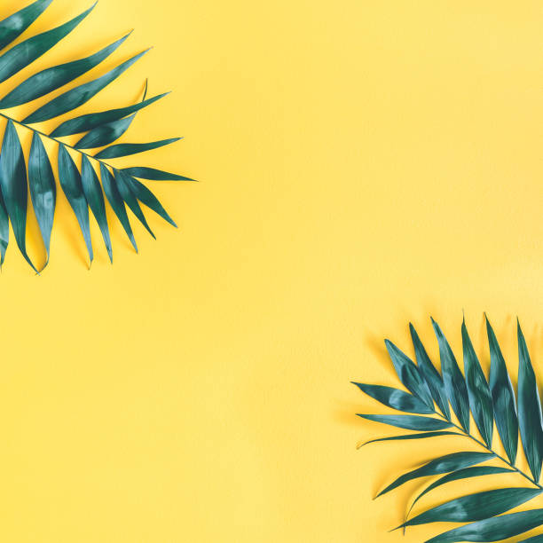 istock Summer composition. Tropical palm leaf on yellow background. Summer concept. Flat lay, top view, copy space, square 1130095906