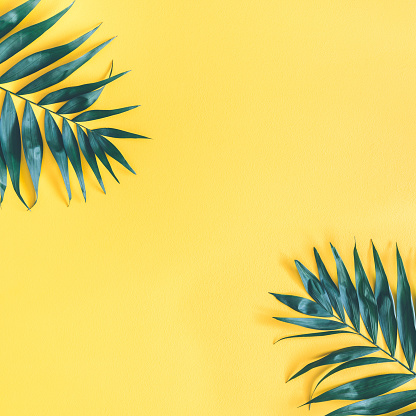 Summer composition. Tropical palm leaf on yellow background. Summer concept. Flat lay, top view, copy space, square