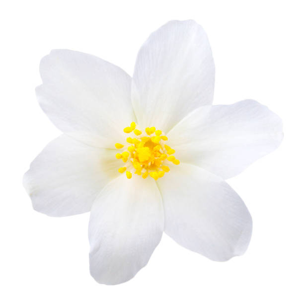 istock Jasmine flower isolated on white background 1130096122