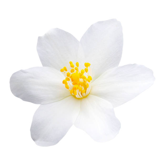 jazmín flor aislada sobre fondo blanco - daisy white single flower isolated fotografías e imágenes de stock