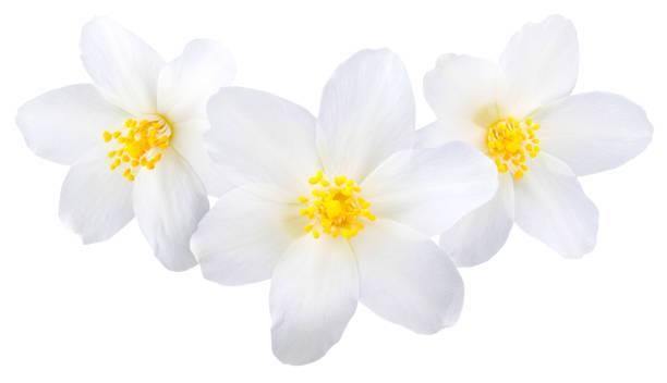 istock Jasmine flowers isolated on white background 1130096133