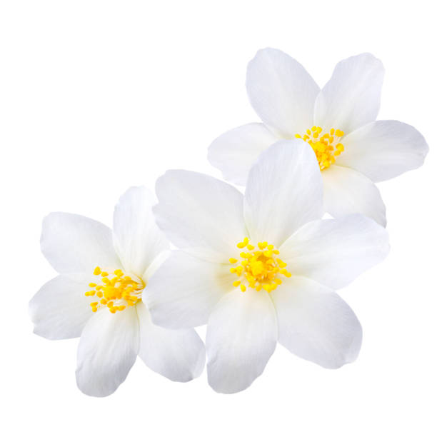 istock Jasmine flowers isolated on white background 1130096136