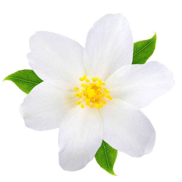 istock Jasmine flower with leaves isolated on white background 1130096137