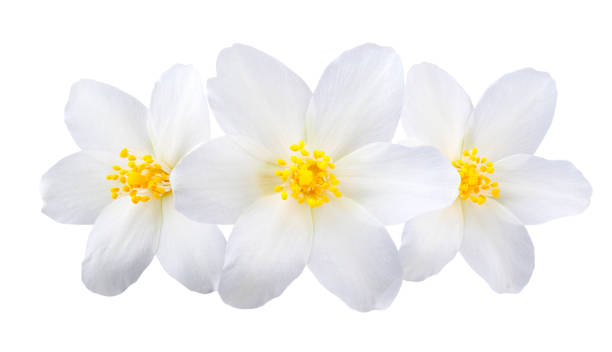 istock Jasmine flowers isolated on white background 1130096140