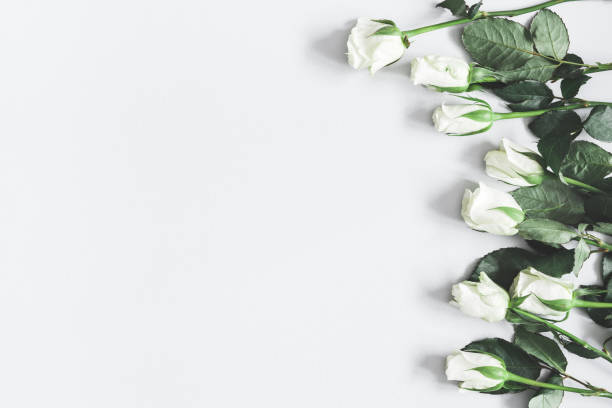 istock Flowers composition. White rose flowers on pastel gray background. Flat lay, top view, copy space 1130096155