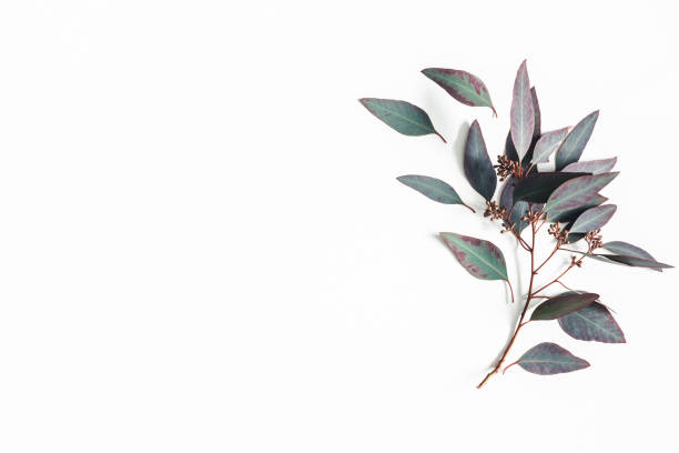istock Eucalyptus leaves on white background. Pattern made of eucalyptus branches. Flat lay, top view, copy space 1130096189