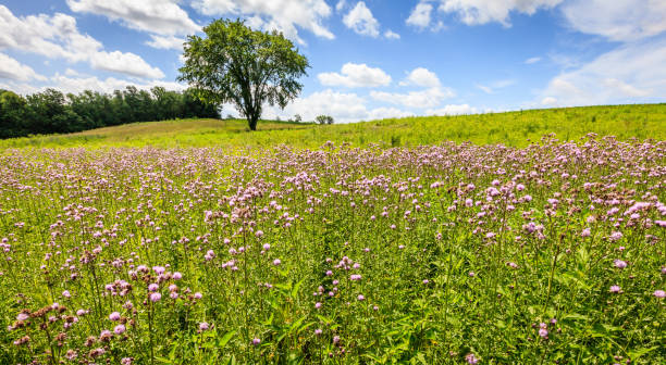 ケンタッキー州の野生の花のフィールド - bluegrass ストックフォトと画像