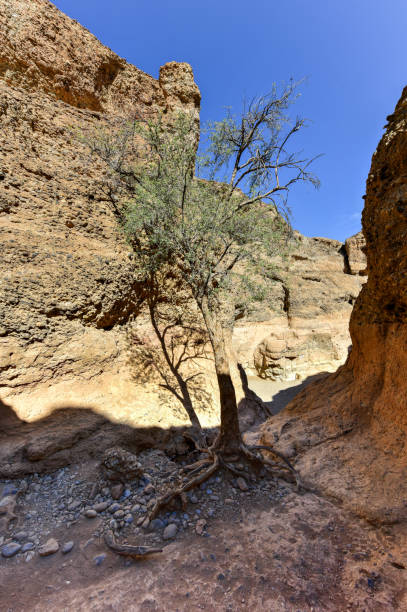 istock The Sesriem Canyon - Sossusvlei, Namibia 1130098915