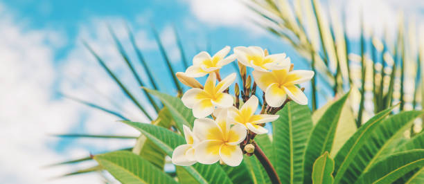 istock Plumeria flowers blooming against the sky. Selective focus. 1130100546