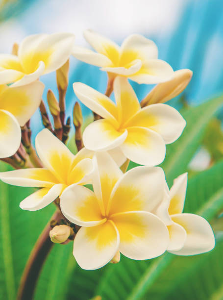 istock Plumeria flowers blooming against the sky. Selective focus. 1130100556