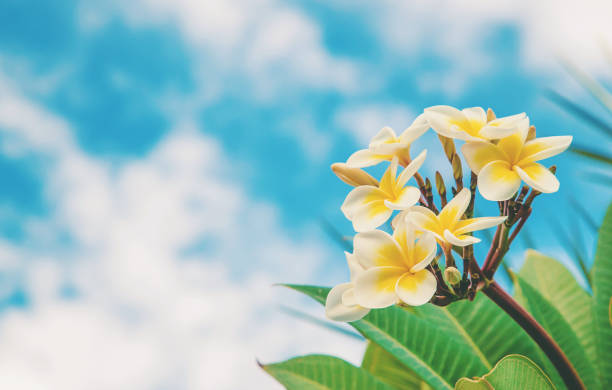istock Plumeria flowers blooming against the sky. Selective focus. 1130100558