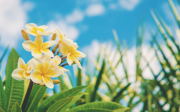 Plumeria flowers blooming against the sky. Selective focus.
