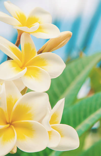 istock Plumeria flowers blooming against the sky. Selective focus. 1130100587