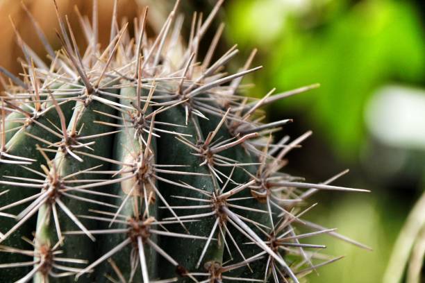 plante cactus echinocereus coccineus engelm - claret cup photos et images de collection