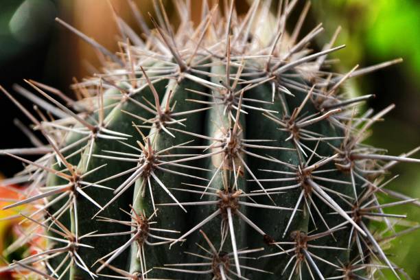 plante cactus echinocereus coccineus engelm - claret cup photos et images de collection