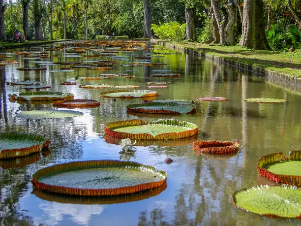 Giant waterlilies, ( Victoria amazonica ) in crystal clear water at the Long Pond, Pamplemousses, Mauritius, with tree trunks in the background.