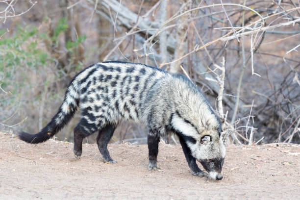 1,275 Civet Cat Stock Photos, Pictures & Royalty-Free Images - iStock | Civet cat china, Civet cat cage 1,275 Civet Cat Stock Photos, Pictures & Royalty-Free Images - iStock | Civet cat china, Civet cat cage