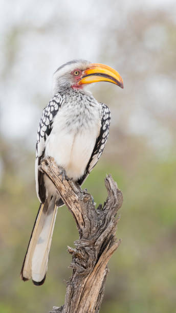 istock Southern yellow-billed hornbill (Tockus leucomelas) 1130101605