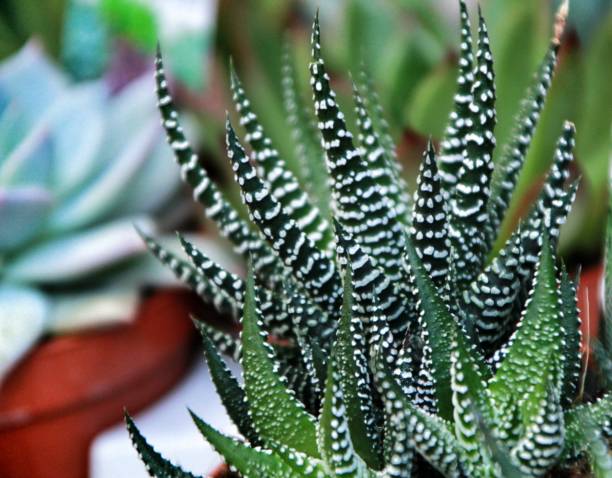 istock Beautiful and Colorful Haworthia pots 1130101620