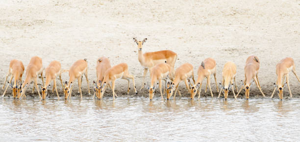 impala (aepyceros melampus) - kruger national park panoramic gazelle impala imagens e fotografias de stock