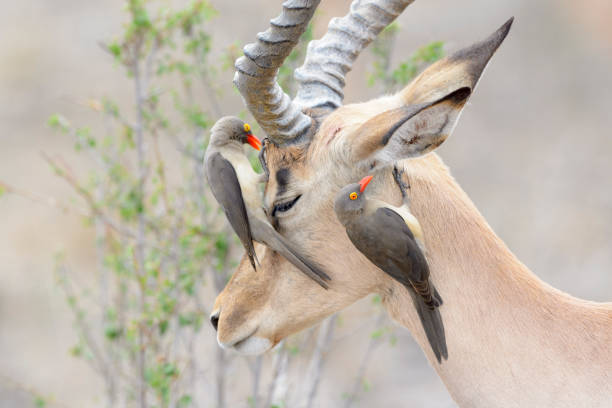 rot-billed oxpecker (buphagus erythrorhyncus) und impala (aepyceros melampus) - impala stock-fotos und bilder