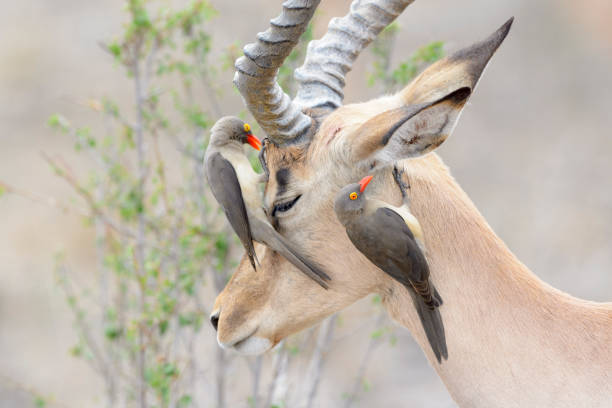 piquebœuf à bec rouge (buphagus erythrorhyncus) et impala (aepyceros melampus) - impala photos et images de collection