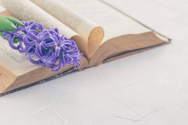 istock Vintage antique book and hyacinth on light background, selective focus 1130101873