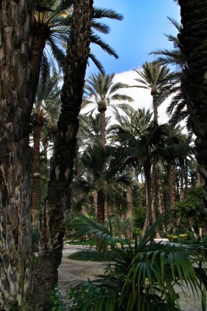 istock Green vegetation in a botanical garden in Elche 1130101930
