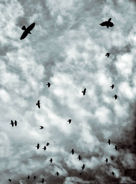 istock A flock of black crows in silhouette flying against a blue cloudscape 1130101971