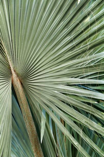 istock Bismarckia Nobilis palm tree in the garden 1130102861