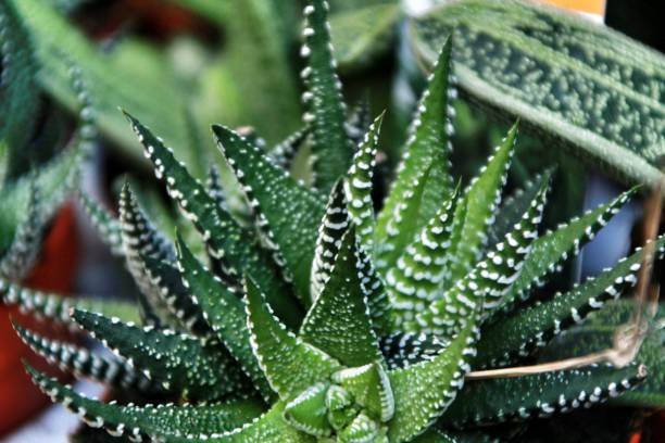 istock Beautiful and Colorful Haworthia pots 1130102917