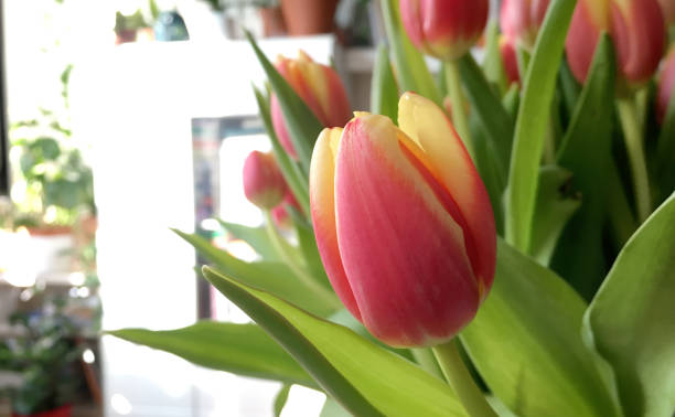 istock Home interior with colorful tulips 1130103369
