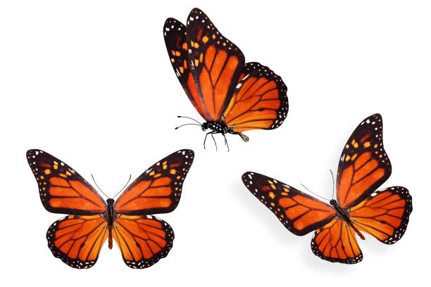 istock set of colored tropical butterflies isolated on white background 1130103584