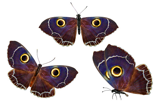 set of owl-eyed butterflies. isolated on white background