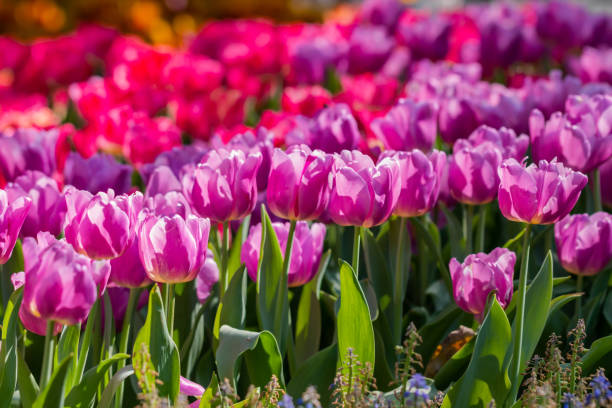 istock colorful tulips garden in spring 1130106315
