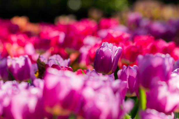 istock colorful tulips garden in spring 1130106319