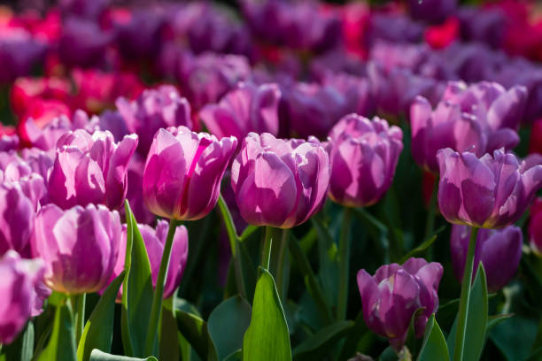 istock colorful tulips garden in spring 1130106340