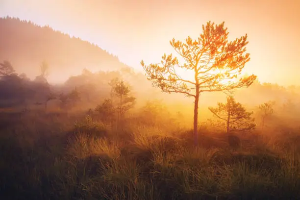 Photo of Beautiful sunrise with solitary tree basking in sunlight