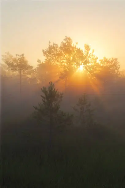 Photo of Sun rising behind trees in green forest