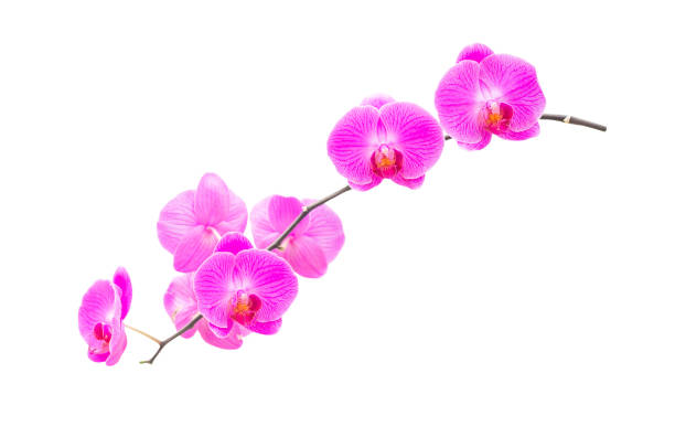 фиолетовые орхидеи изолированы на белом фоне. - flower single flower spa white стоковые фото и изображения