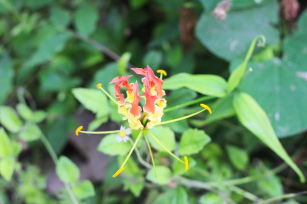 istock Honeysuckle flower with red and yellow petals (Maldives, Ari Atoll) 1130109522