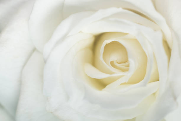 istock white rose flower close up for background 1130110177