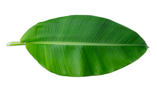 foglia di banana fresca intera - banana leaf foto e immagini stock